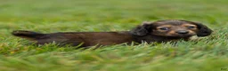 Miniature Dachshund dogs for sale: Marie Miniature Dachshund  - Ad 7