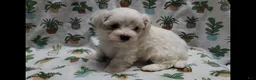Maltipoo dogs for sale: Fern - Ad 4
