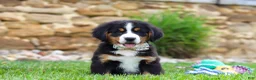 Bernese Mountain Dog dogs for sale: Willow - Ad 3
