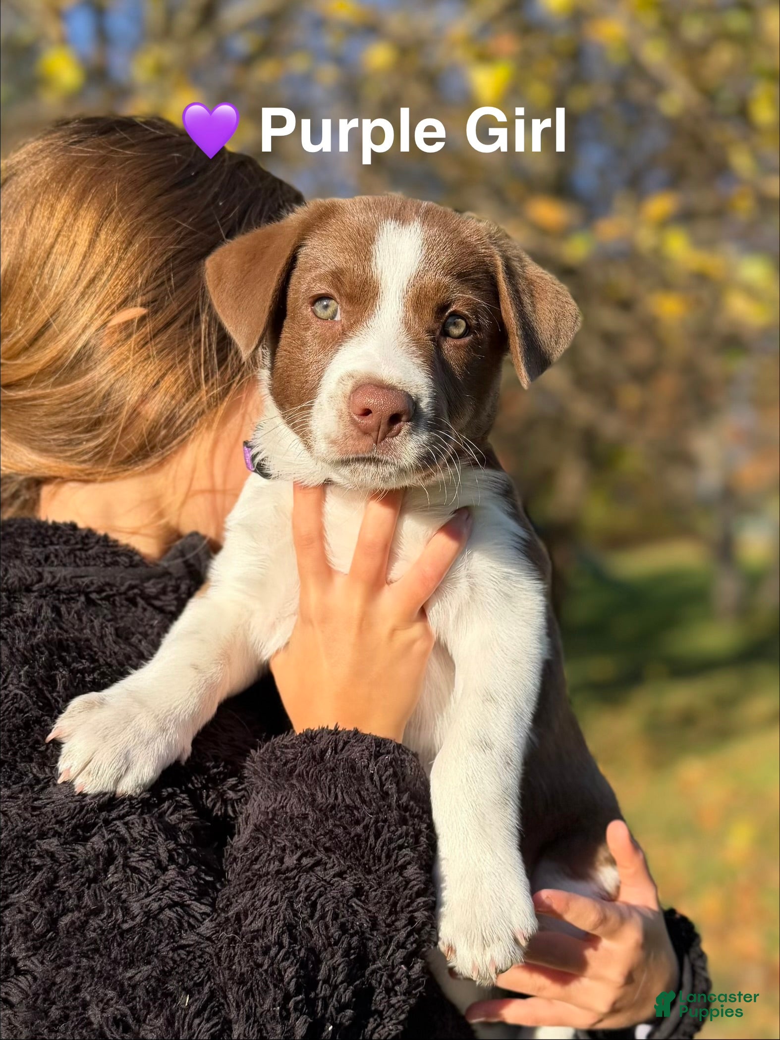 Mixed Breed dogs for sale: Purple - Ad 2