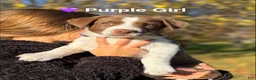 Mixed Breed dogs for sale: Purple - Ad 1