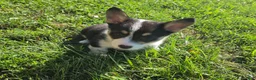 Mixed Breed dogs for sale: Sparkle - Ad 2
