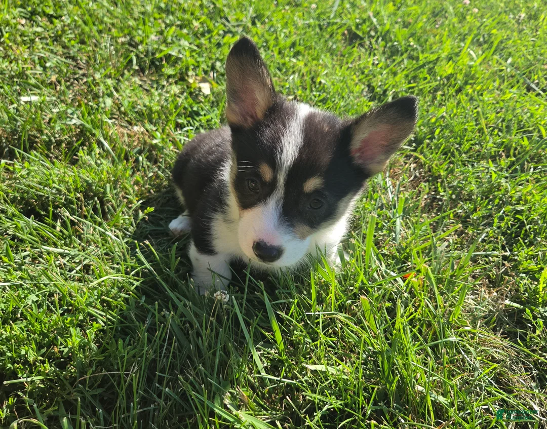 Mixed Breed dogs for sale: Sparkle - Ad 2