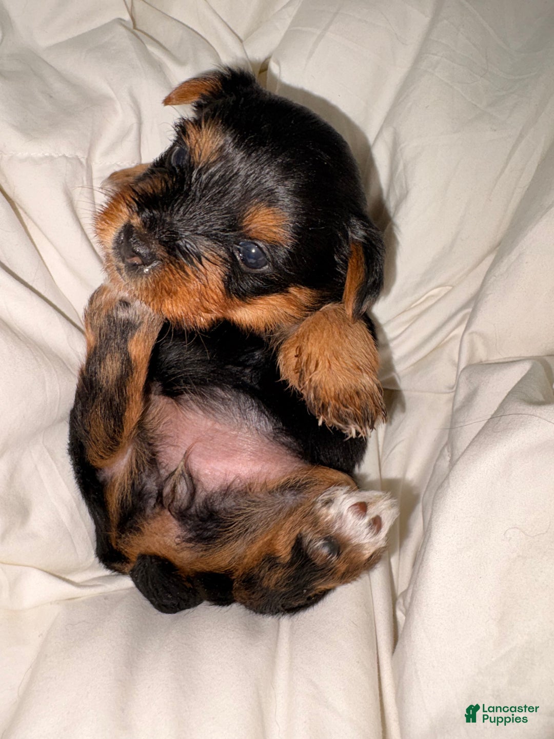 Yorkshire Terrier dogs for sale: Bubbles - Ad 2