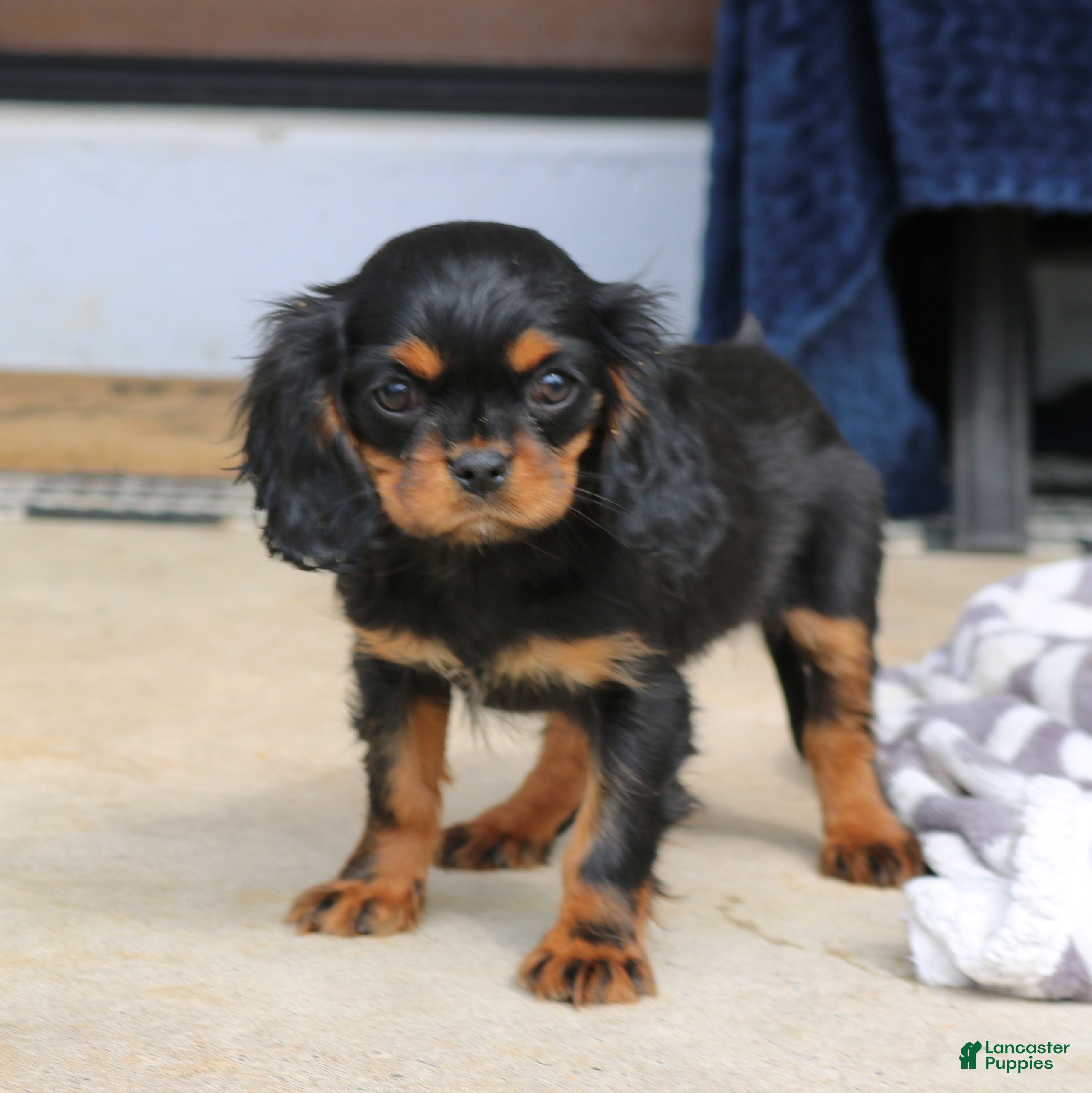 Cavapoo dogs Daisy  - Ad 2