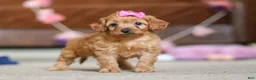 Cavapoo dogs for sale: Alexa - Ad 3
