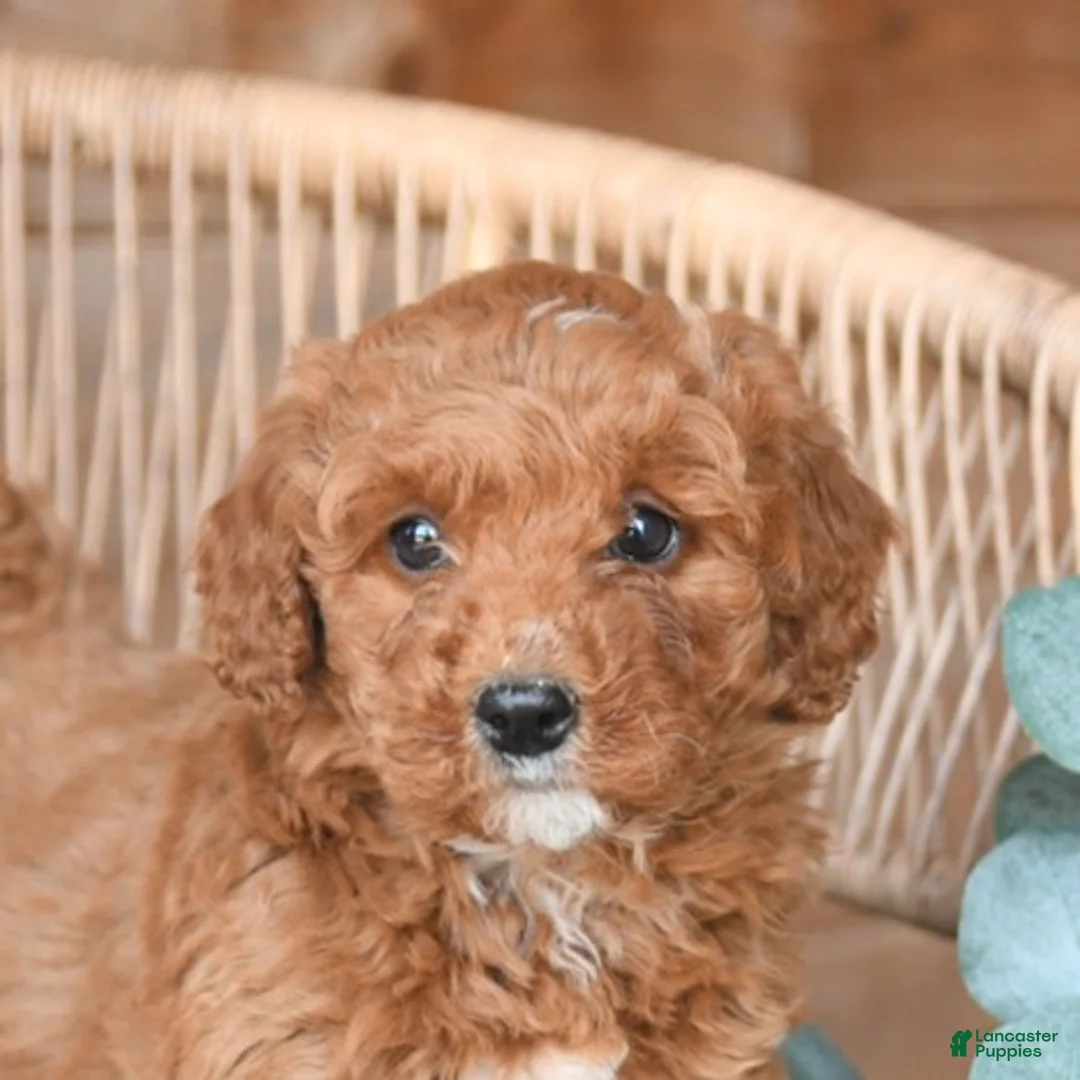 Mini Bernedoodle dogs for sale: Mocha - Ad 5