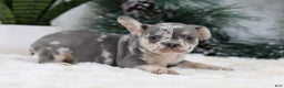 French Bulldog dogs for sale: Florence - Ad 2