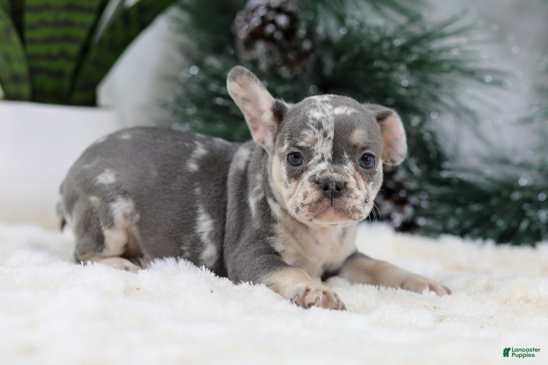 French Bulldog dogs for sale: Florence - Ad 2