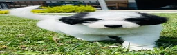 Sheepadoodle dogs for sale: Cookie  - Ad 3