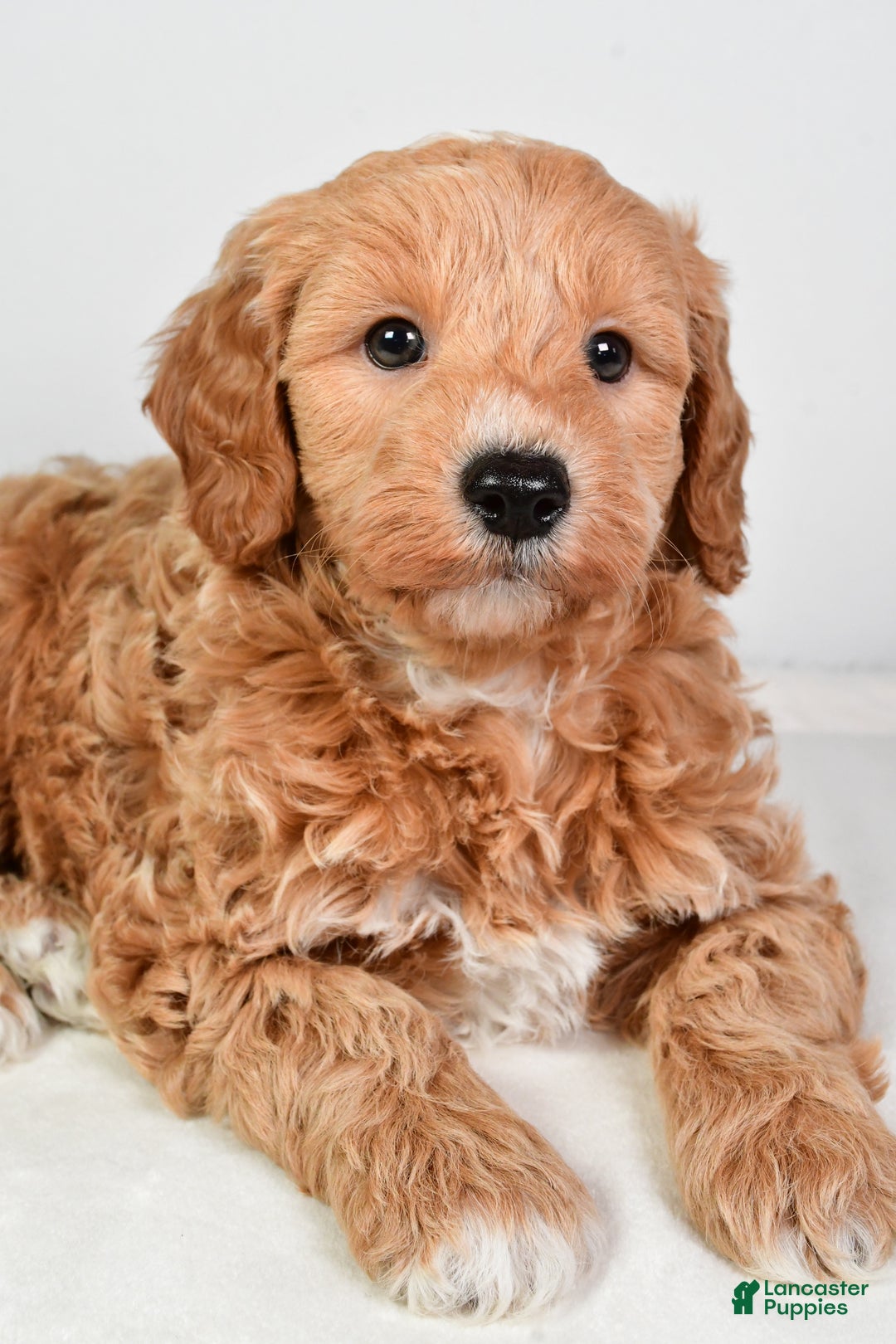 Mini Goldendoodle dogs for sale: Scott - Ad 16