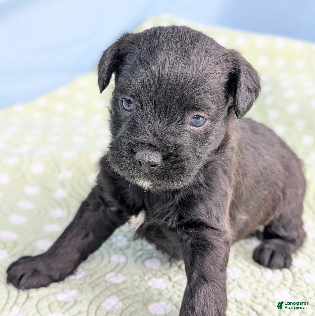 Mixed Breed dogs for sale: Black Prince - Ad 2