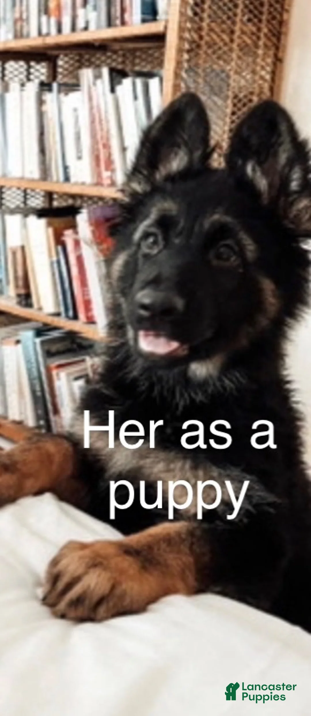 German Shepherd dogs for sale: Tilly - Ad 4