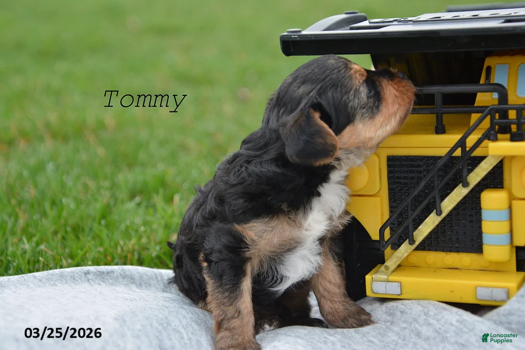 Yorkiepoo dogs for sale: Tommy - Ad 4