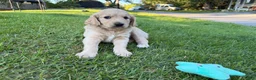 Goldendoodle dogs for sale: Pearl  - Ad 2