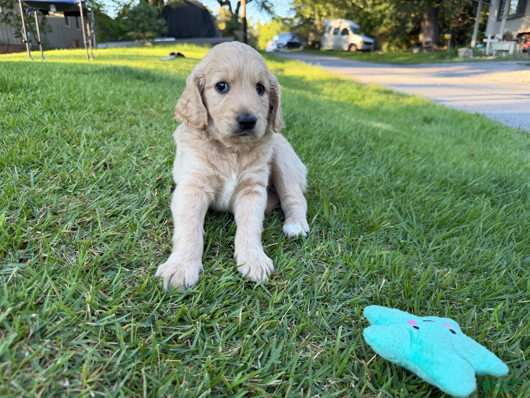 Goldendoodle dogs for sale: Pearl  - Ad 2