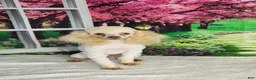 Miniature Poodle dogs for sale: AKC Crew - Ad 2