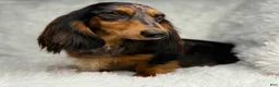 Miniature Dachshund dogs for sale: Sonny - Ad 2