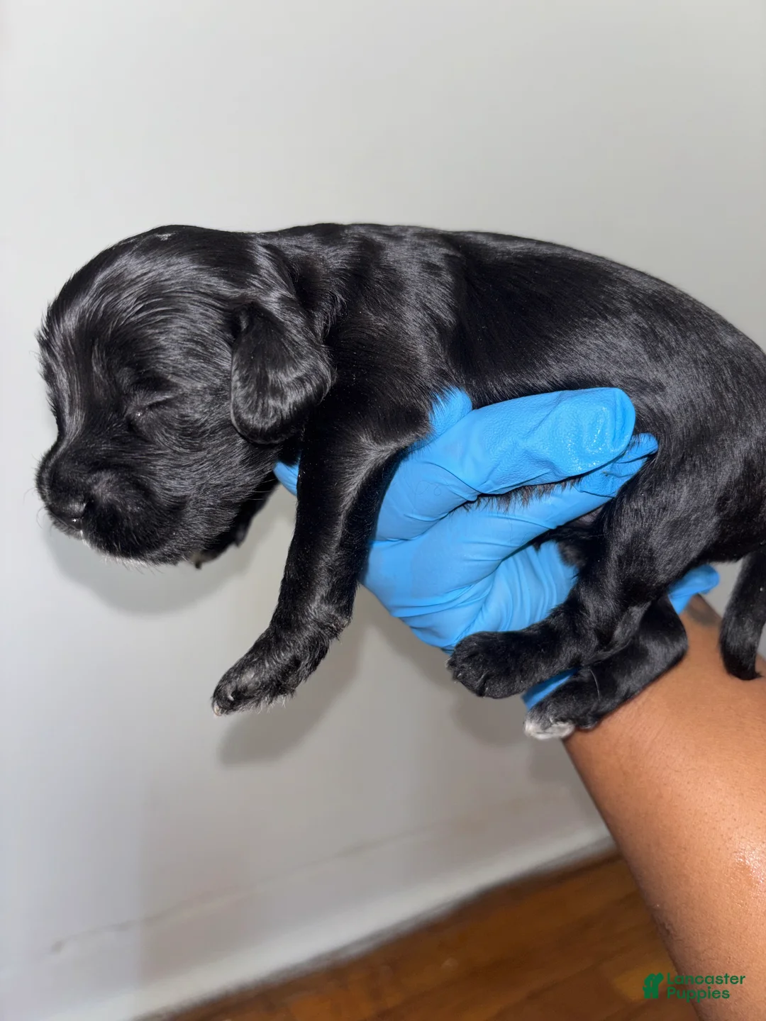 Mixed Breed dogs for sale: Mixed Breed Puppy 1 - Ad 2
