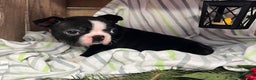 Boston Terrier dogs for sale: Rex - Ad 3