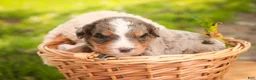 Mini Bernedoodle dogs for sale: Barley F1 Mini Bernedoodle  - Ad 12