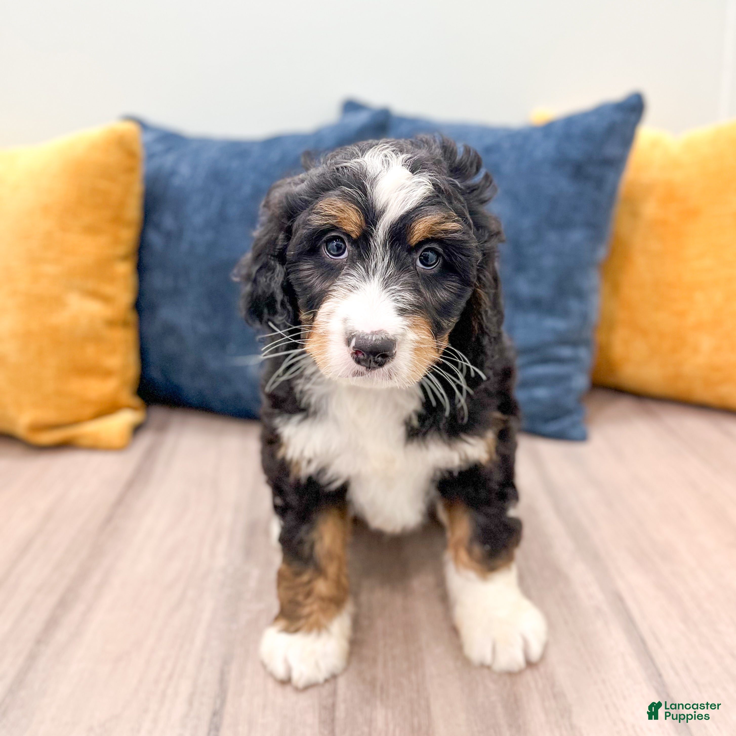 Mini Bernedoodle dogs Benson - Ad 1