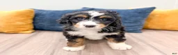Mini Bernedoodle dogs for sale: Benson - Ad 1
