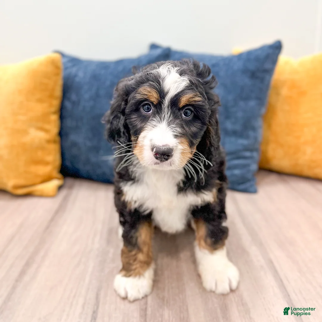 Mini Bernedoodle dogs for sale: Benson - Ad 1