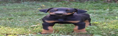 Gemma