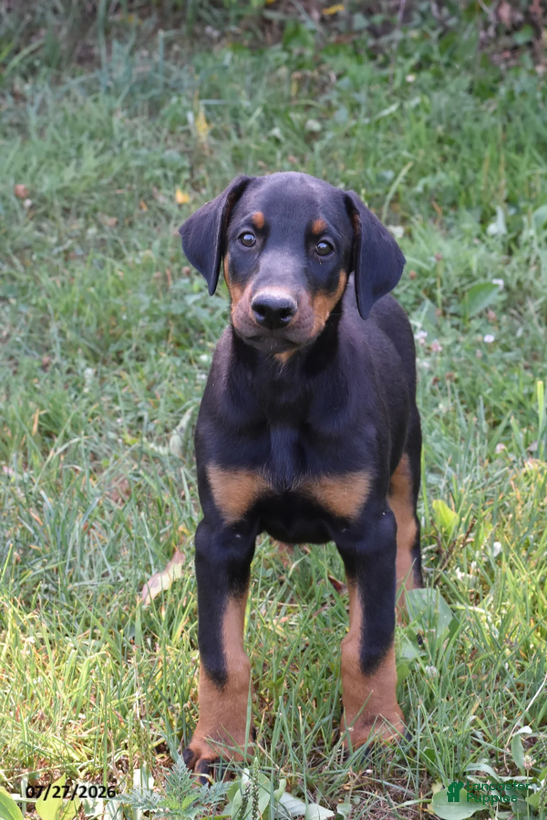 Doberman Pinscher dogs for sale: Gemma - Ad 1
