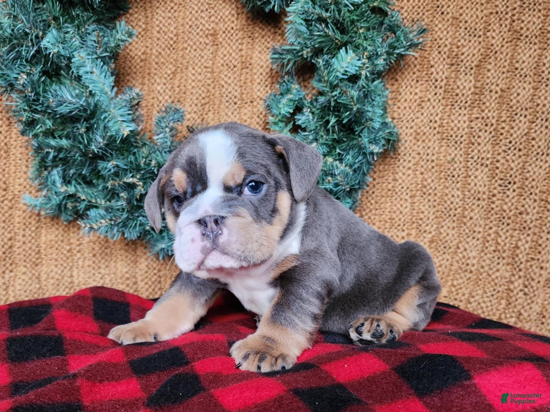 English Bulldog dogs for sale: Elliot - Ad 17