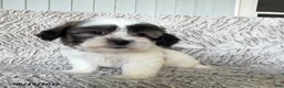 Teddy Bear dogs for sale: Otto - Ad 3