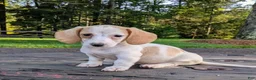 Dachshund dogs for sale: Cash - Ad 4