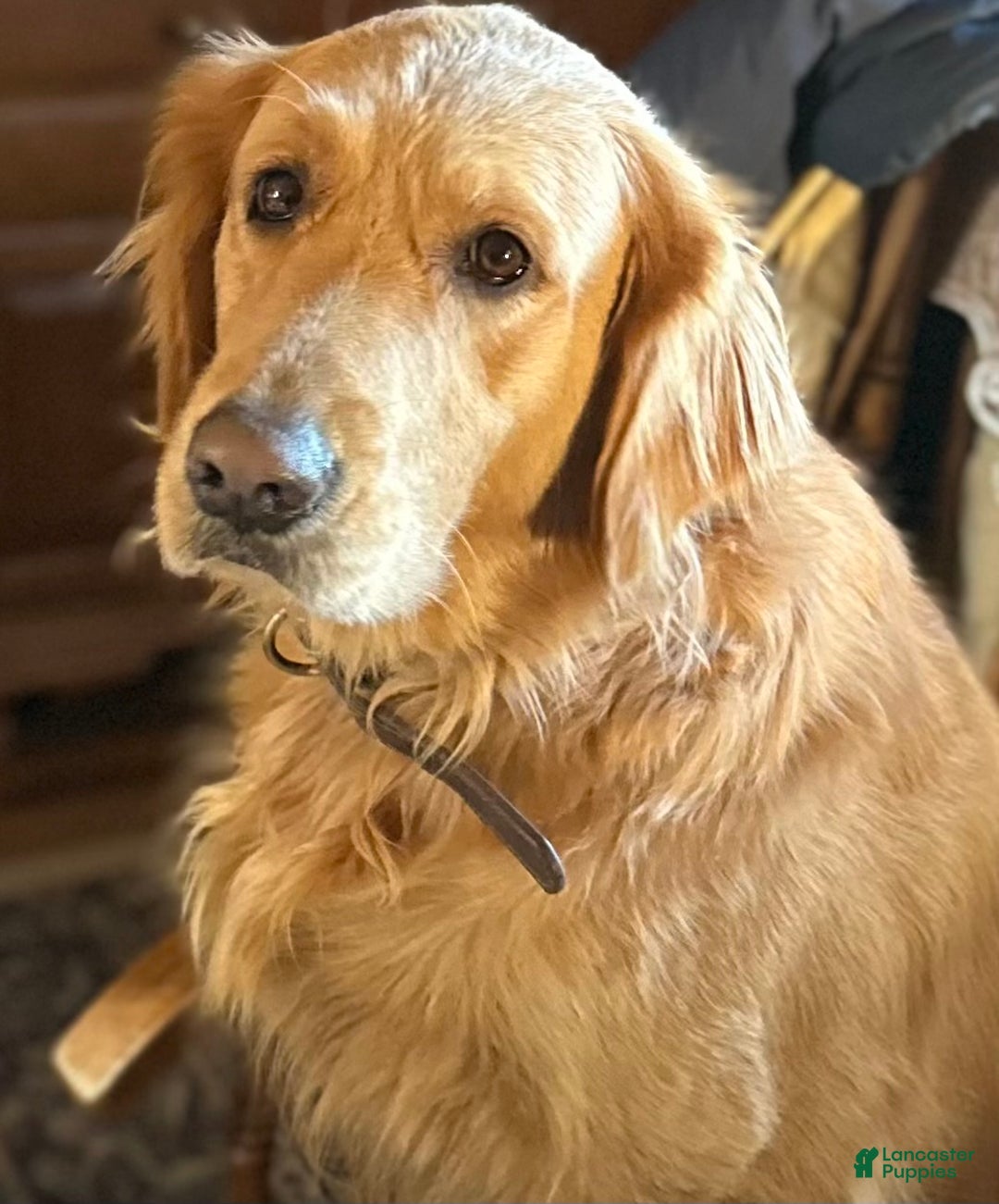 Golden Retriever dogs for sale: Annie - Ad 2