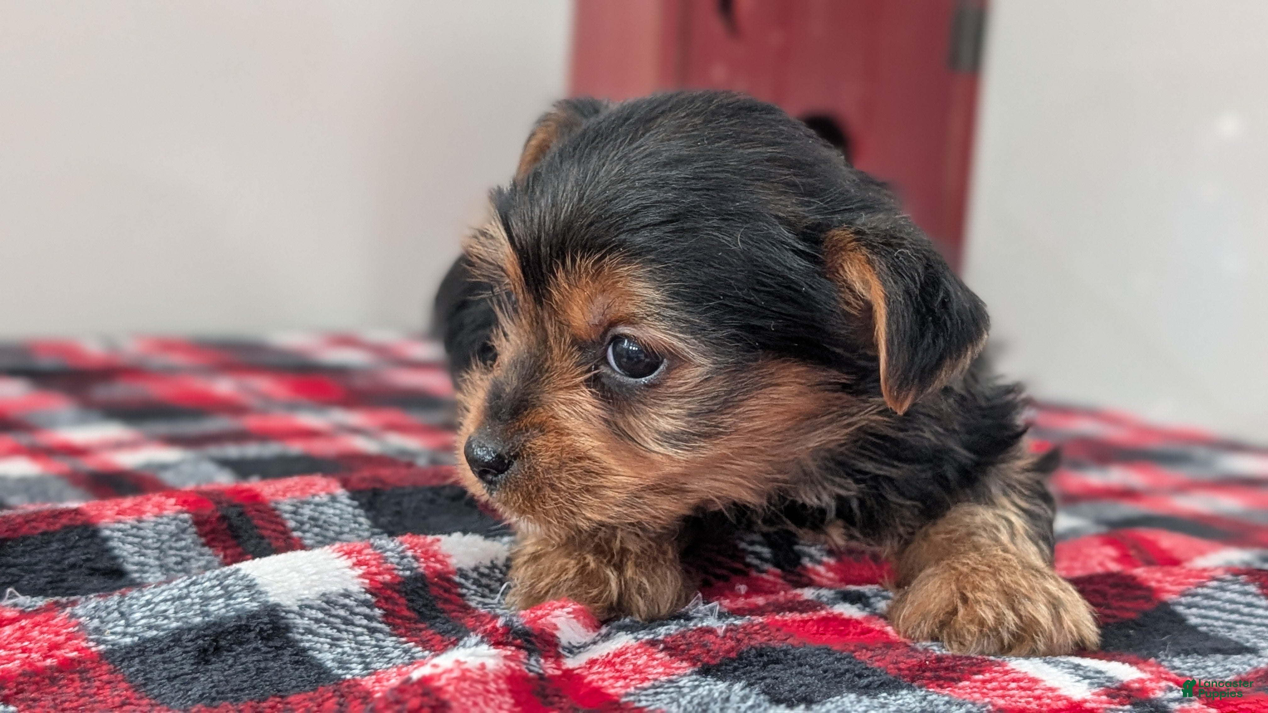 Yorkshire Terrier dogs Duke - Ad 2