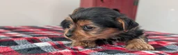 Yorkshire Terrier dogs for sale: Duke - Ad 2