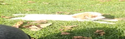 Miniature Poodle dogs for sale: Louie- Potty and crate training Parents Health Tested  - Ad 5