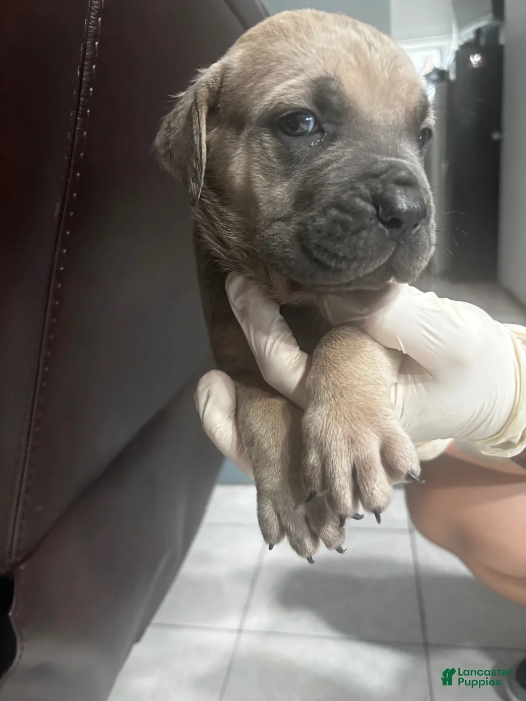 Cane Corso dogs for sale: Cane Corso litter of 6 puppies in Miami Gardens - Ad 1