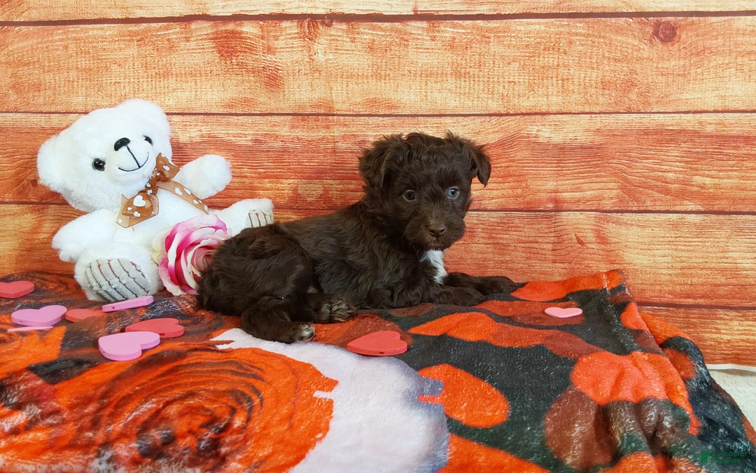 Aussiedoodle dogs for sale: Aussiedoodle Puppy 3 - Ad 6