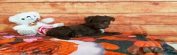 Aussiedoodle dogs for sale: Aussiedoodle Puppy 3 - Ad 6