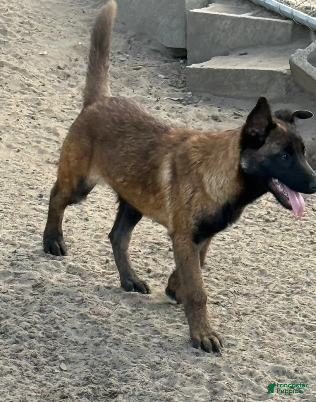 Belgian Malinois dogs for sale: Belgian Malinois Puppy 4 - Ad 1