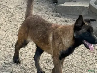 Belgian Malinois dogs Belgian Malinois Puppy 4 - Ad 12