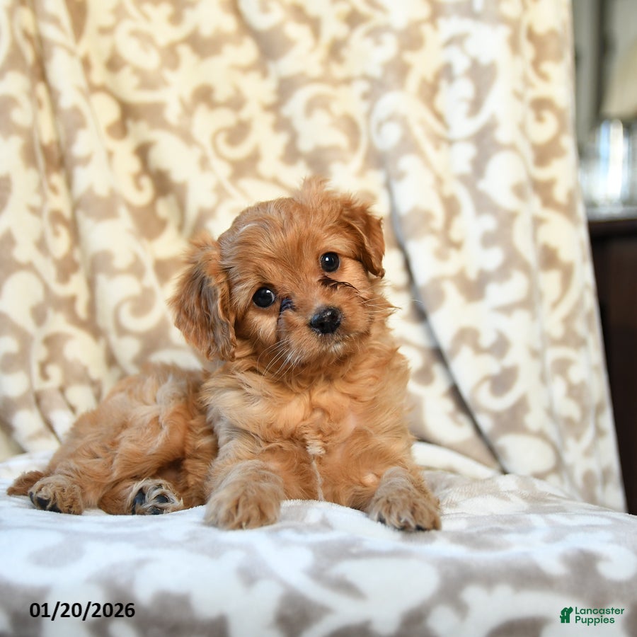 Cavapoo dogs for sale: Caramel - Ad 1