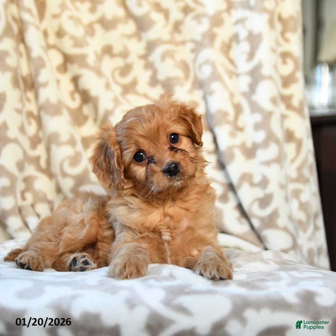 Cavapoo dogs for sale: Caramel - Ad 1