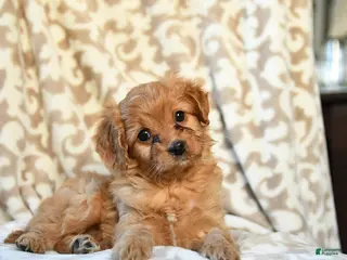 Cavapoo dogs Caramel - Ad 9