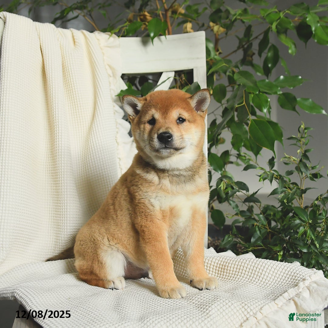 Shiba Inu dogs for sale: Apollo - Ad 2