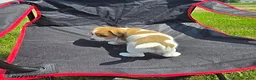 Jack Russell Terrier dogs for sale: Flora - Ad 3