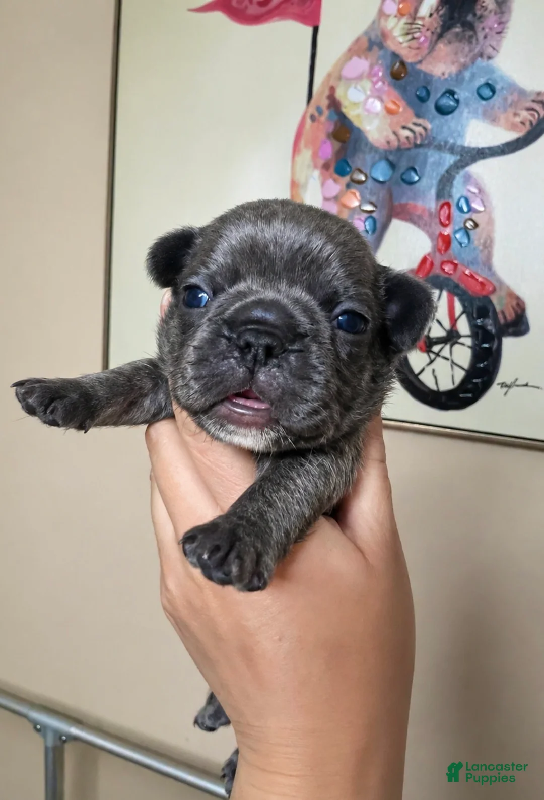 French Bulldog dogs for sale: French Bulldog Puppy 1 - Ad 2