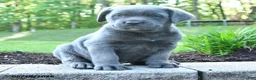 Cane Corso dogs for sale: Anthany Wayne - Ad 2