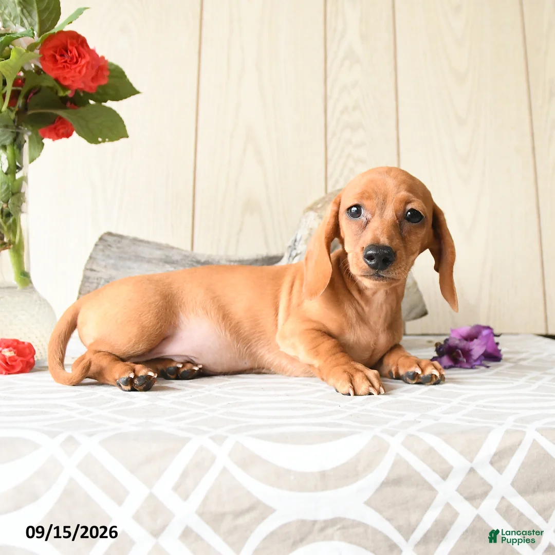 Miniature Dachshund dogs for sale: Ronny - Ad 2
